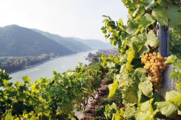 &copy; Niederösterreich-Werbung/weinfranz.at