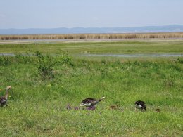 © Neusiedler See Tourismus GmbH