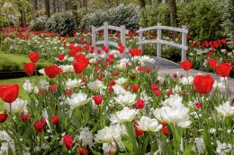 © Keukenhof