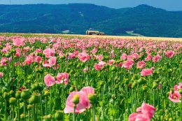 © Lars Niebling - stock.adobe.com