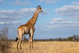 &copy; henk bogaard - stock.adobe.com
