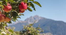 © IDM/Südtiroler Apfelkonsortium/Manuel Kottersteger