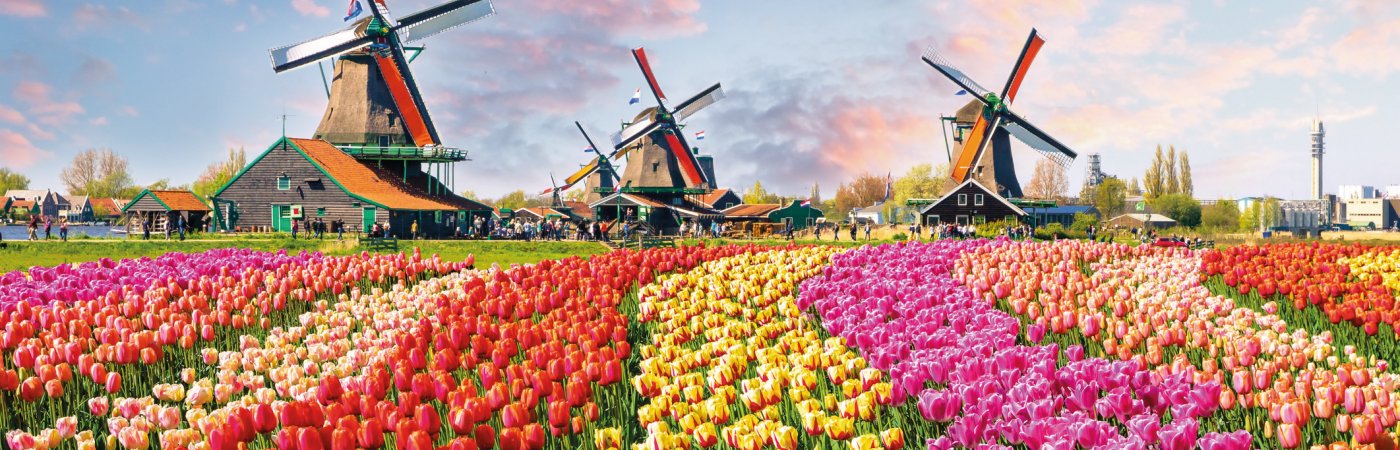 Tulpenfeld im Museumsdorf in Zaanse Schans