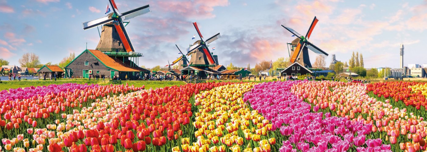 Tulpenfeld im Museumsdorf in Zaanse Schans © Olena Z - stock.adobe.com