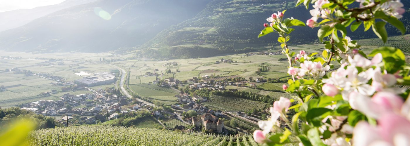 Apfelblüte in Südtirol © IDM/Südtiroler Apfelkonsortium/Alex Filz