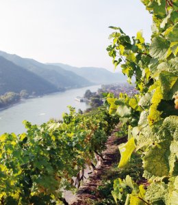 Weinberge in der Wachau © Niederösterreich-Werbung/weinfranz.at
