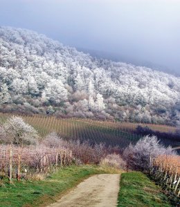 Weinberge im Winter Bad Dürkheim © Stadt Bad Dürkheim