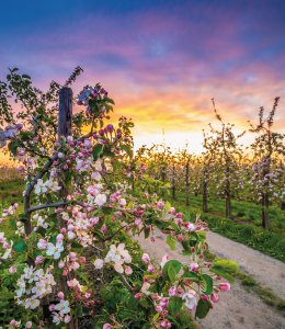 Altes Land zur Apfelblüte © powell83 - stock.adobe.com