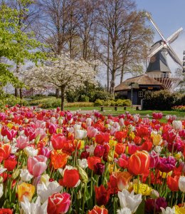 Keukenhof © Keukenhof