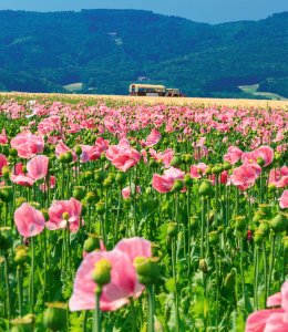 Planwagenfahrt durch Mohnfelder © Lars Niebling - stock.adobe.com