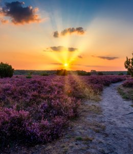 Sonnenaufgang in der Lüneburger Heide © heideblende - stock.adobe.com
