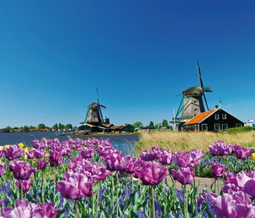 Tulpenblüte in Holland © Lsantilli-fotolia.com