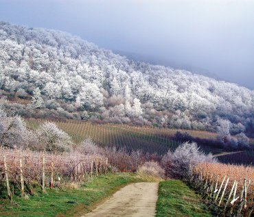 Weinberge im Winter Bad Dürkheim © Stadt Bad Dürkheim