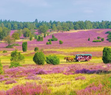 Kutschfahrt durch die blühende Lüneburger Heide  © LianeM - stock.adobe.com