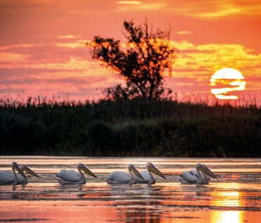 Pelikane im Donaudelta © Calin Stan-fotolia.com